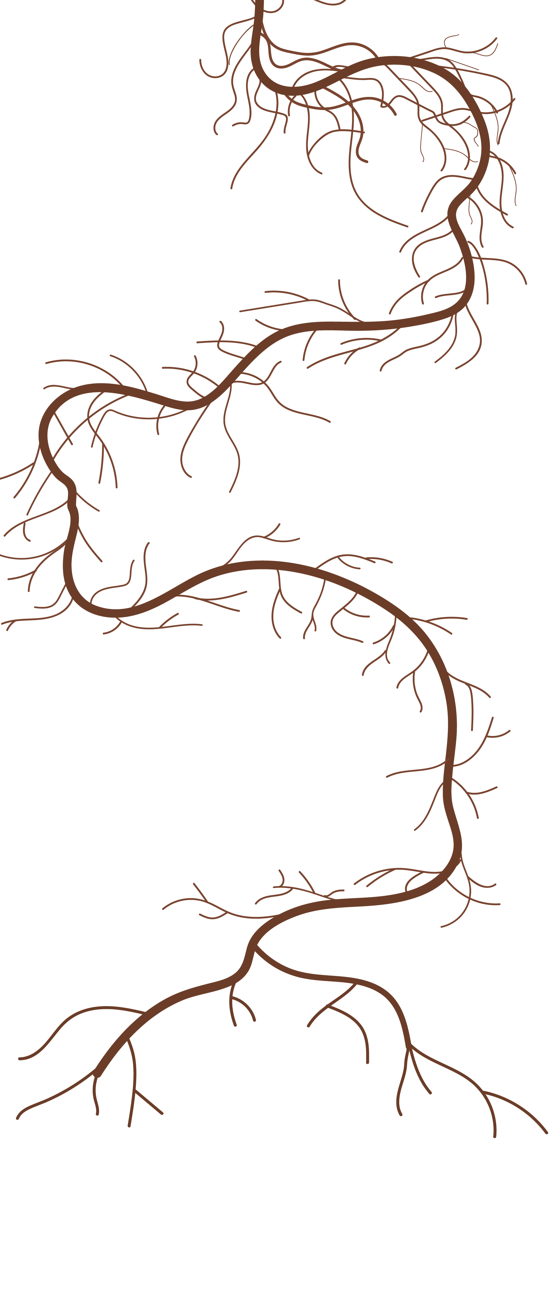 Radici_disegno-01-01-01-01